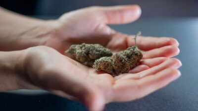 Gnarberry strain is a new creation, but it will get you just as high as Hindu Kush & other old ass flowers. Enjoy its blueberry fragrance.